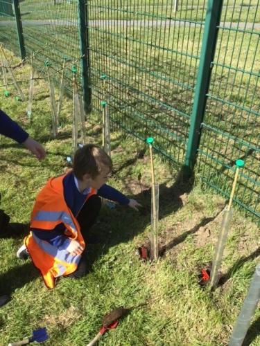 Parkland Tree Planting 3