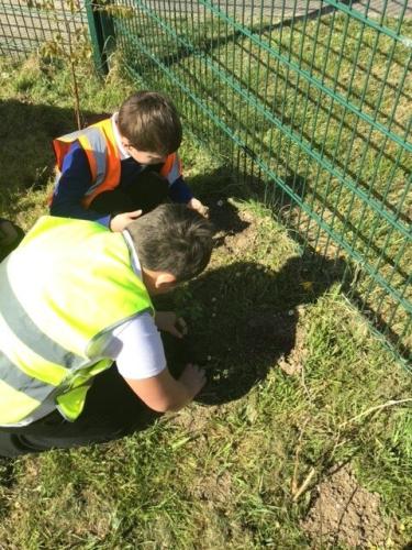 Parkland Tree Planting 4